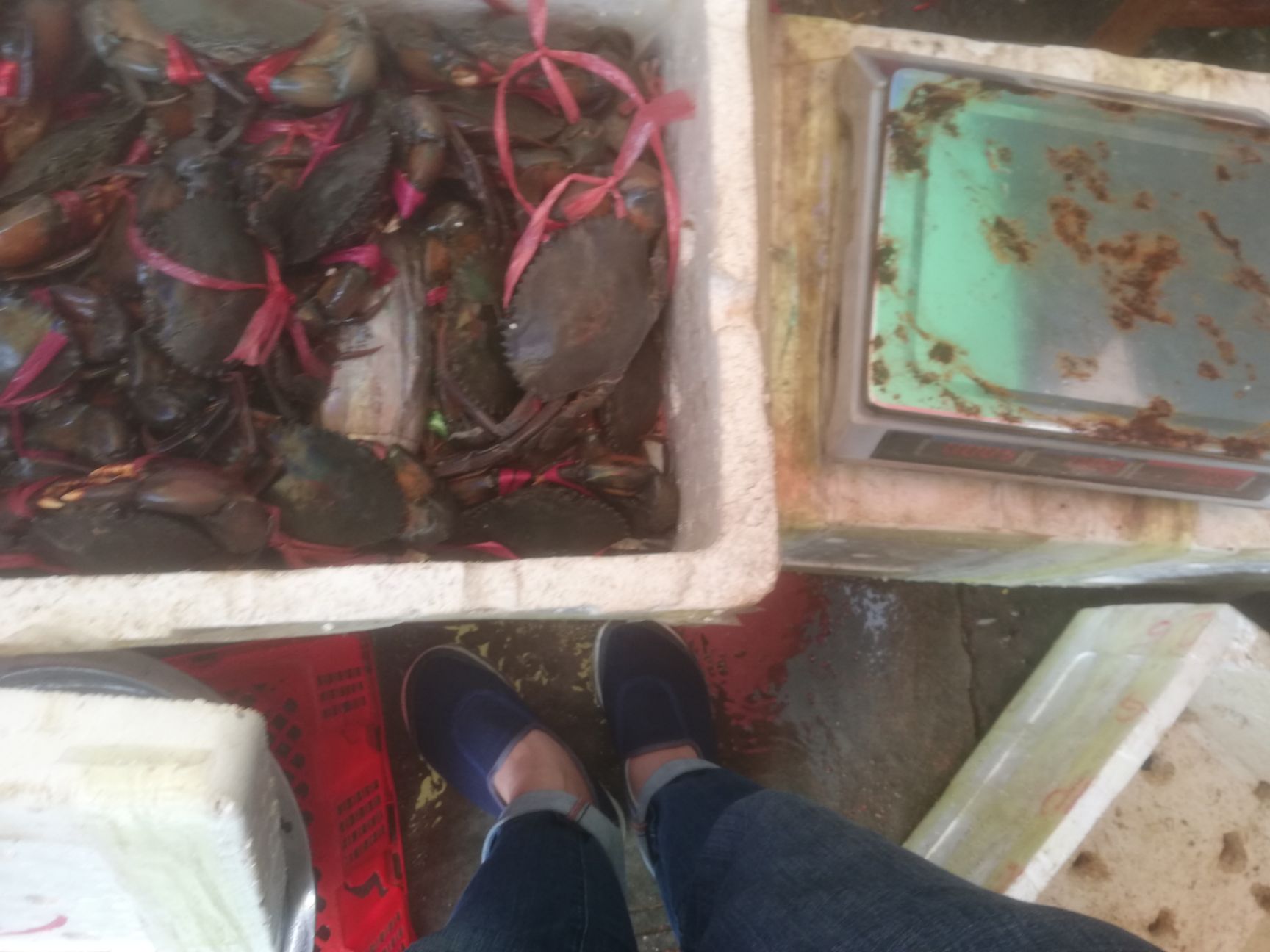 瑞丽市缅甸黑蟹 缅甸螃蟹又大还肥。