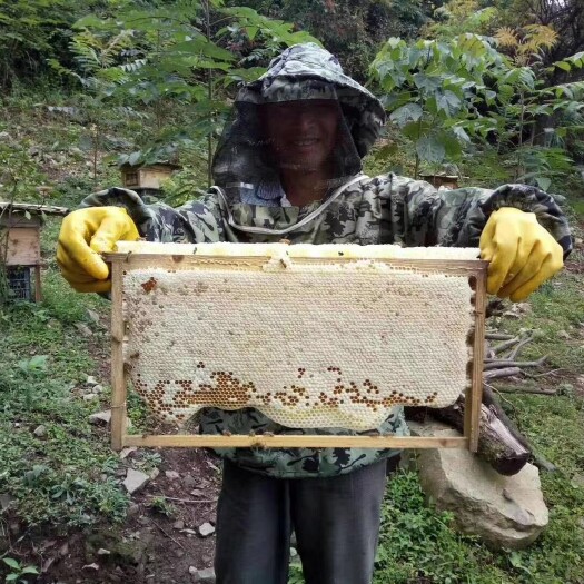 镇远县 贵州高海拔张氏百花蜂蜜，保质保量，包邮