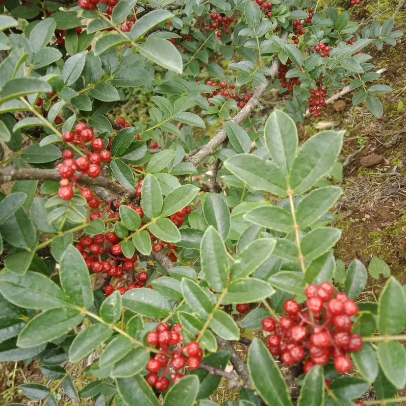  云南高原小紅花椒上線