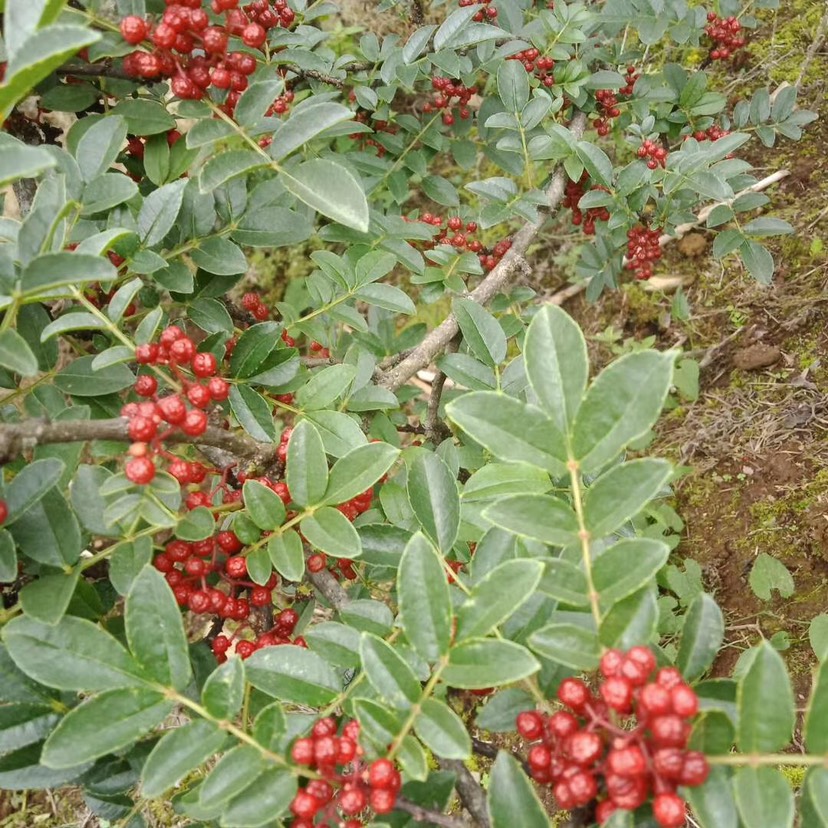  云南高原小紅花椒上線