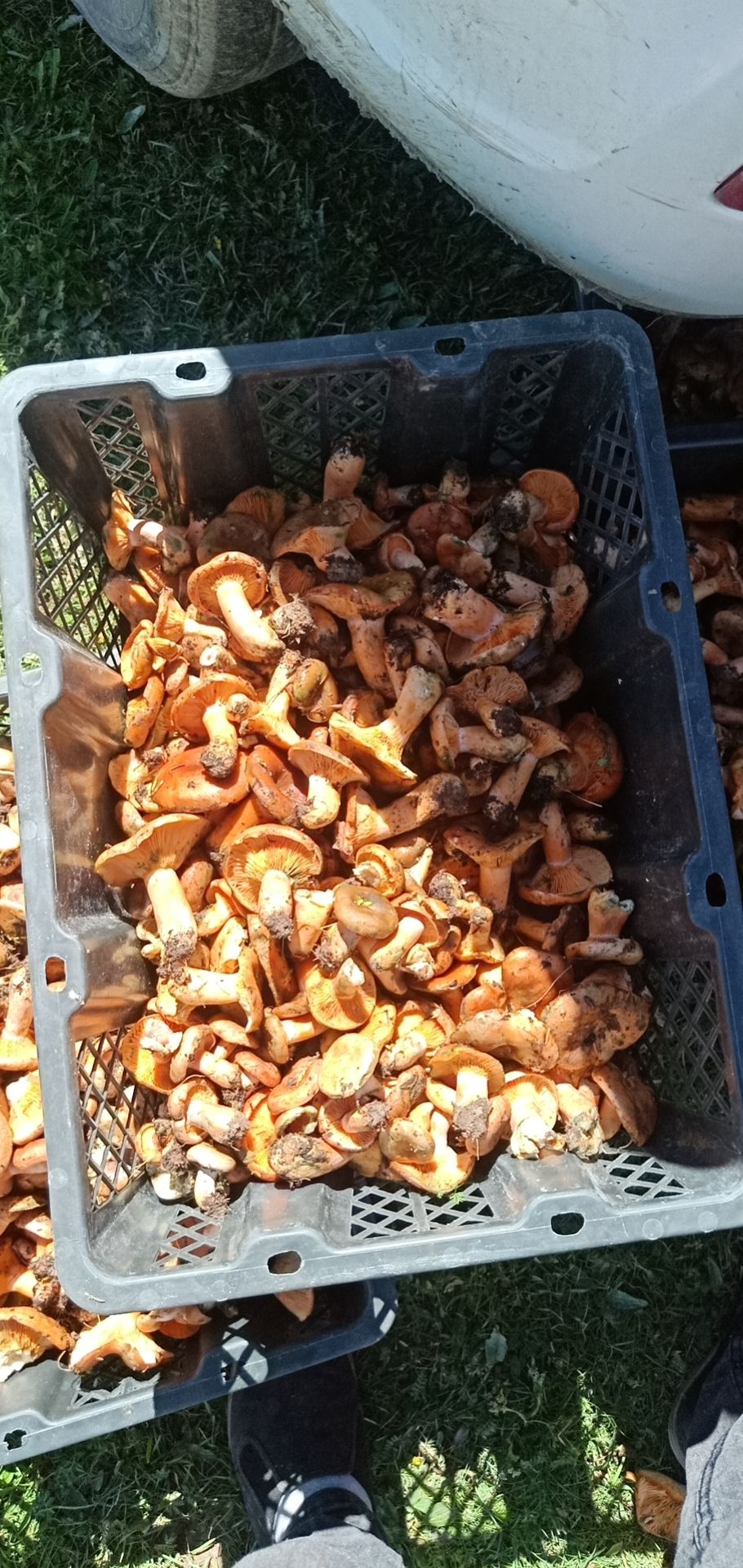  天然绿色菌松树菌需要的朋友可以联系我哦