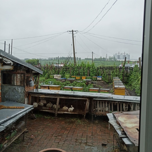 克山县意大利蜂