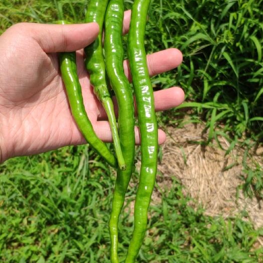 紫云县二荆条辣椒 抢手精品二荆条上市(8号软皮)微辣