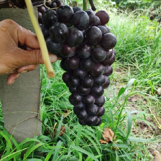 淮北 夏黑葡萄