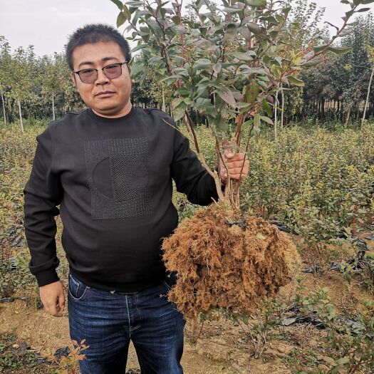 泰安 热销蓝莓苗 蓝丰蓝莓苗 专业蓝莓苗栽培种植 精选高品质蓝莓