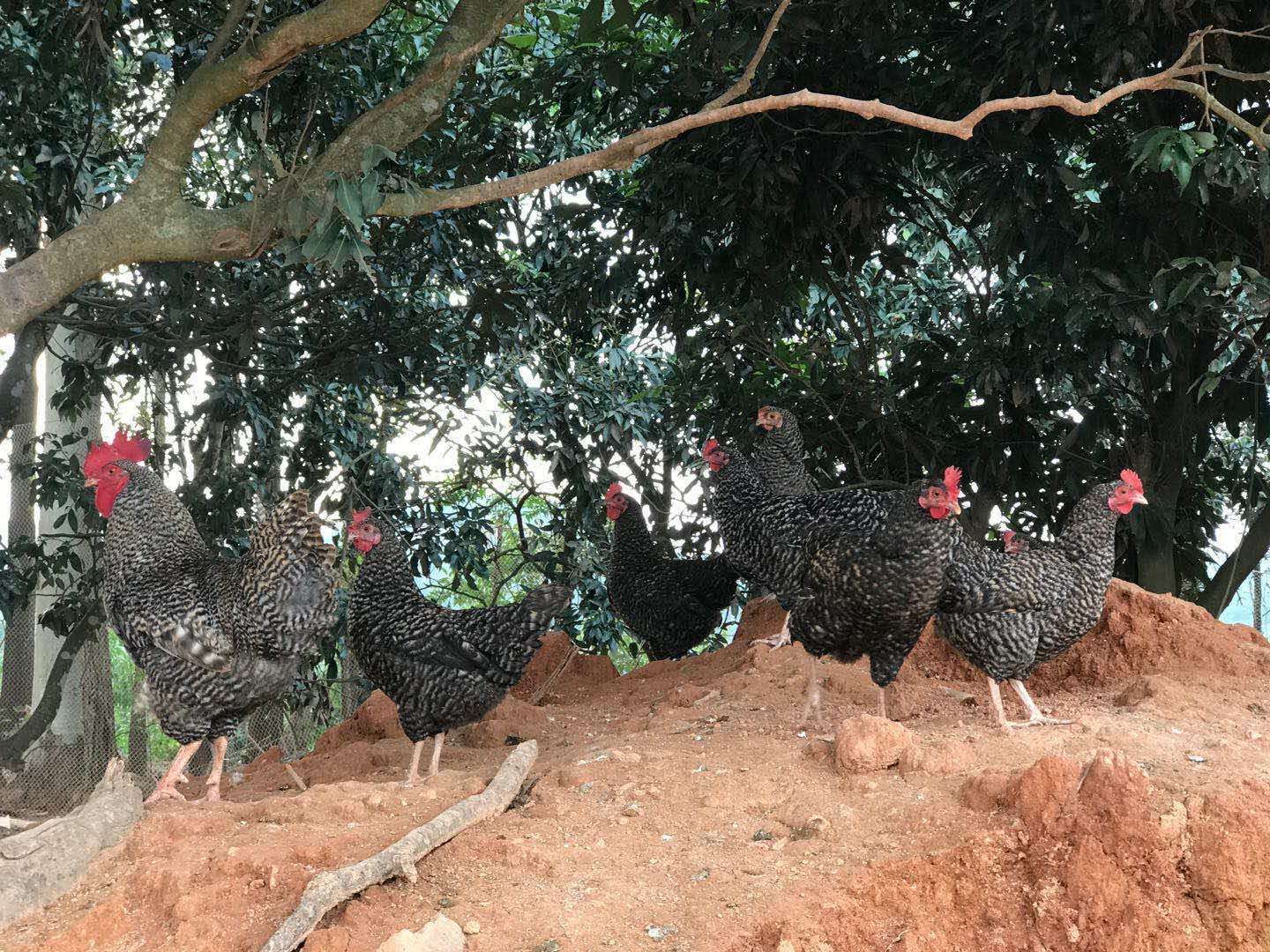  鸡，权当淘汰鸡出售了