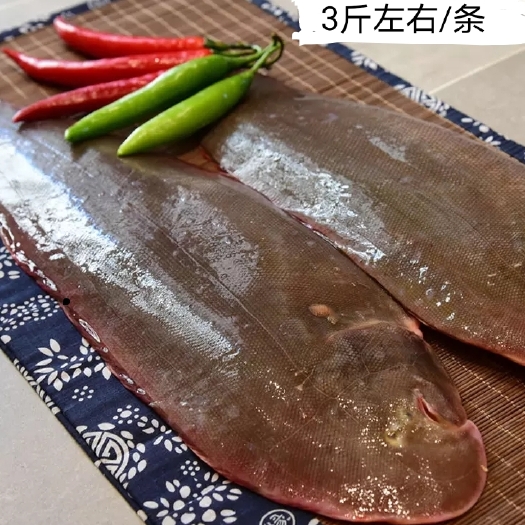 天津半滑舌鳎 天津工厂养殖鲜活大舌鳎鱼，鳎目鱼，龙利鱼，舌头鱼，踏板鱼