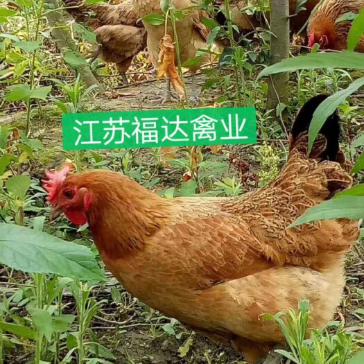 沭阳县正宗散养土鸡，1年老母鸡，产蛋母鸡红公鸡1～1.5斤脱温土鸡