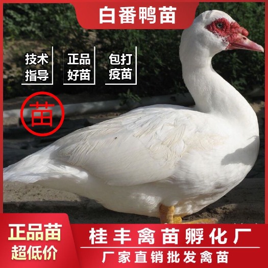 南宁 广西鸭苗 白番鸭苗 黑番鸭苗 鸭苗旱鸭苗 大种鸭苗