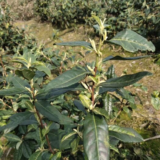 丽水奶白茶树苗 独本苗 0.5米以下
