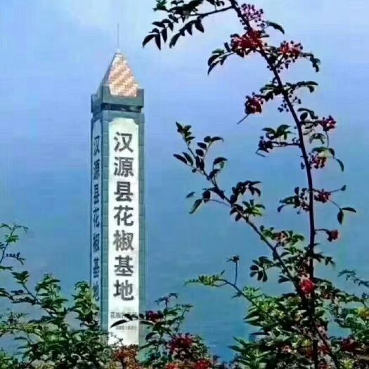 汉源县 正中汉源花椒，马上开始采摘，需要的老板可以联系我