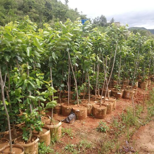 南华县红灯樱桃苗 樱桃树苗