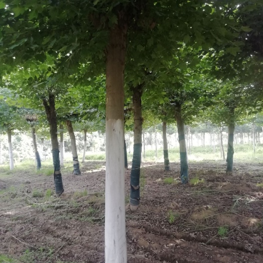 周至县速生法桐 8-25的法桐，栏头2年。有望出售……