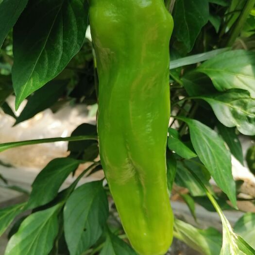 富裕县 批发菜椒