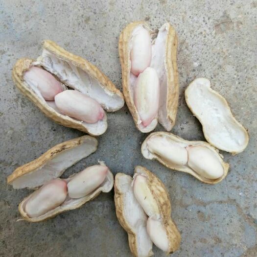 商丘 精品鲜花生，大白沙和四粒红