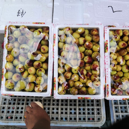 永济市子弹头枣 新鲜雅玛枣子上市了，欢迎新老客商前来品尝选购