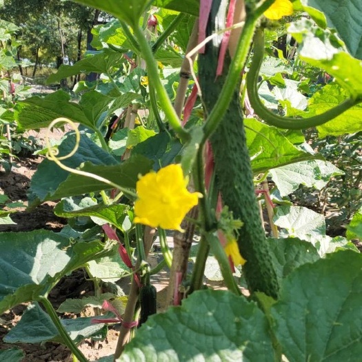 太原秋黄瓜 完全无农药无化肥的有机蔬菜