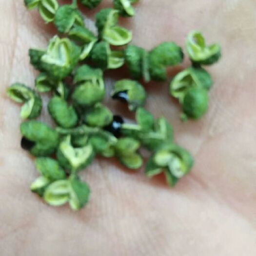 宁蒗县 自家种植青花椒100亩，欢迎大家来咨询哟。老实人家老百姓。