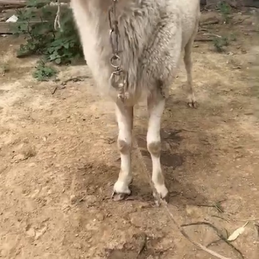 梁山县纯种小尾寒羊种公