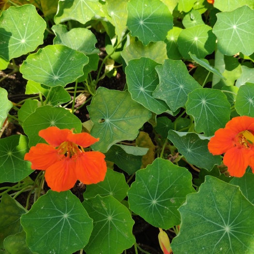 沈阳旱金莲种子 旱金莲【金丝荷叶】花蕾爆满花期