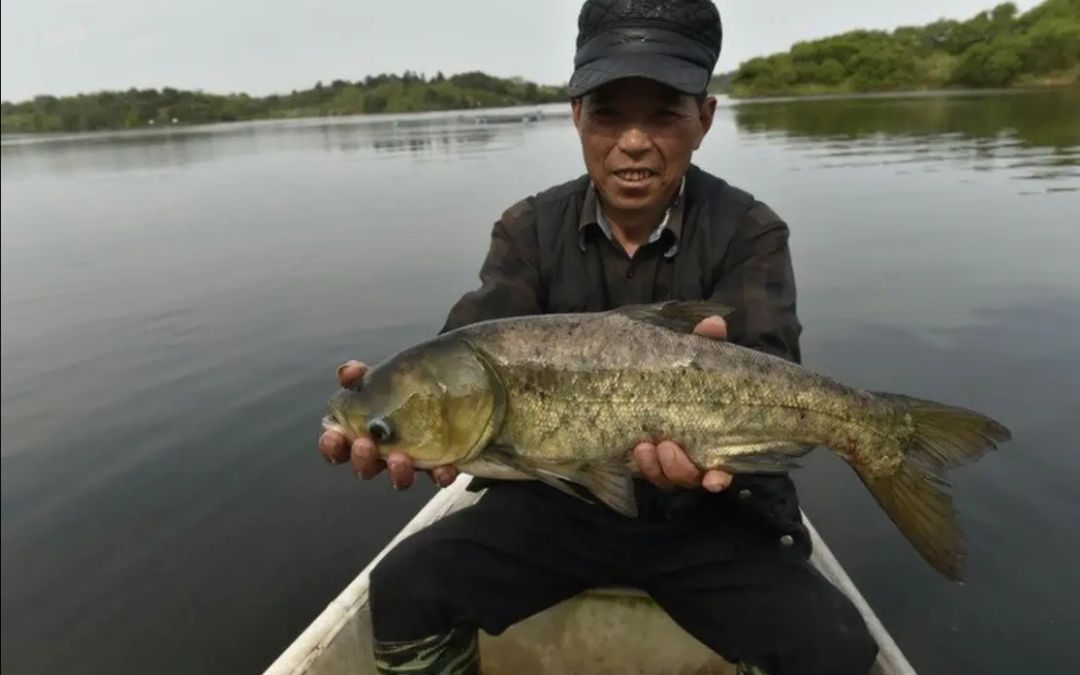 白鲢鱼  场地直销淡水良种快大头鱼鳙鱼苗 鲢鱼苗，量大从优包送到塘边。