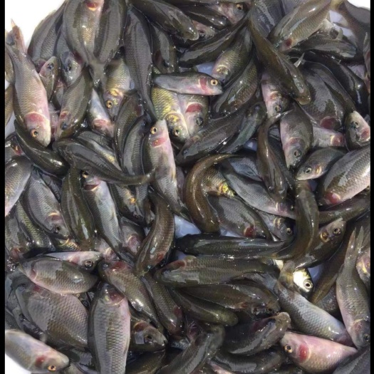 南宁育苗基地直供优质正宗禾花鲤鱼苗，稻田禾花鲤鱼苗，质量保证。