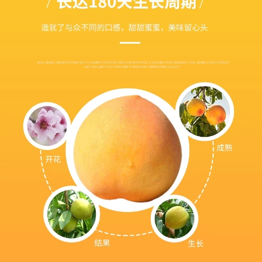 临猗县 黄金油桃全国包邮，香甜爆汁美味 孕妇可食用
一箱也是发价