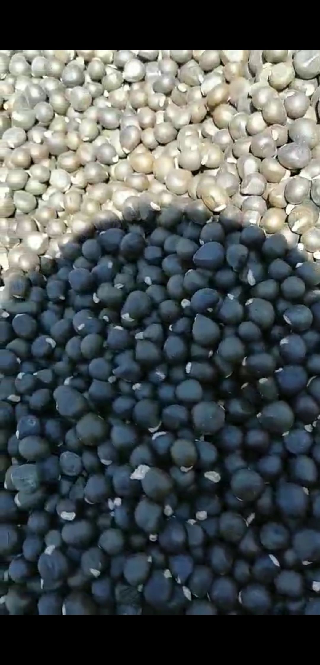 文冠果种子 文冠果-🛷辽宁经济林研究院干种陕西文冠果研所运过来