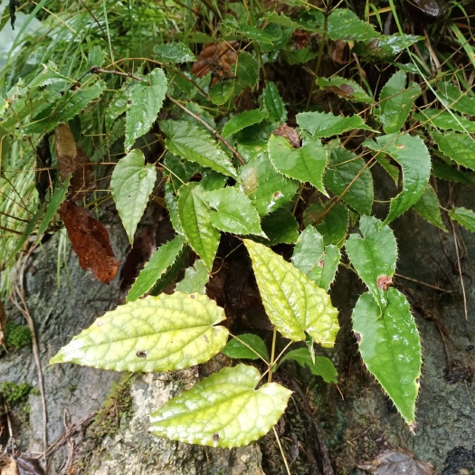 宁强县箭叶淫羊藿 大山深处的药材