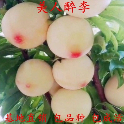 平邑县红美人李子苗 新品种美人醉李子苗嫁接树自花授粉抗旱抗寒南方北方种植当年结果