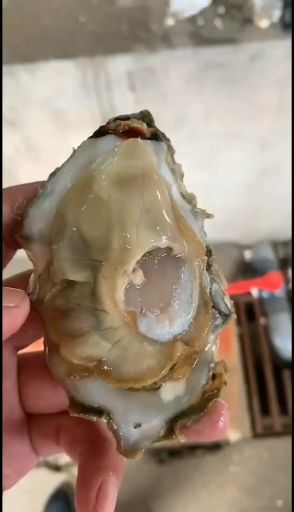 乳山市 乳山单体三倍体牡蛎 2+规格