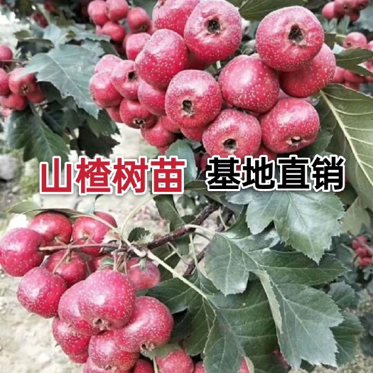 大金星山楂树苗 定植树苗 包挂果 品种齐全