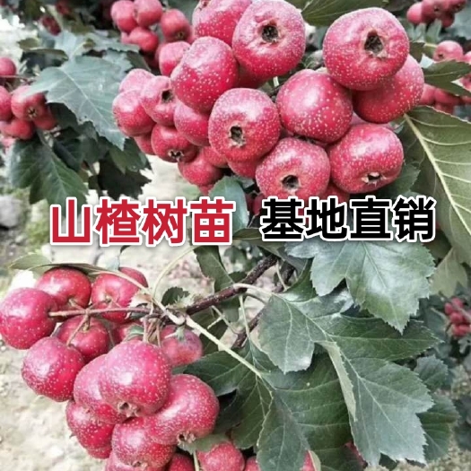 平邑县大金星山楂树苗 定植树苗 包挂果 品种齐全