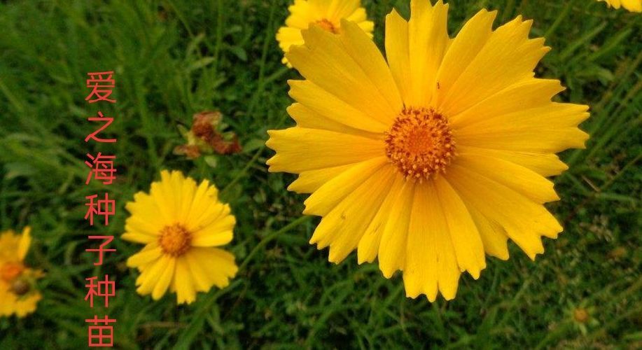 宿迁 金鸡菊种子