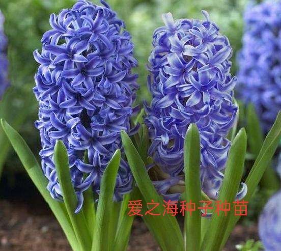 宿迁 风信子种球