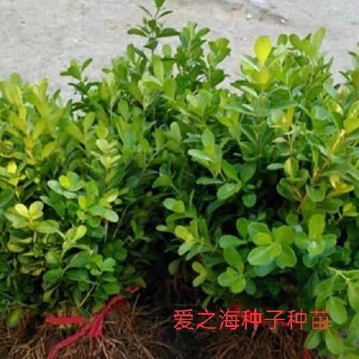 宿迁 黄杨小苗