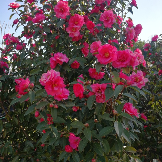 腾冲市大果红花油茶 红花油茶