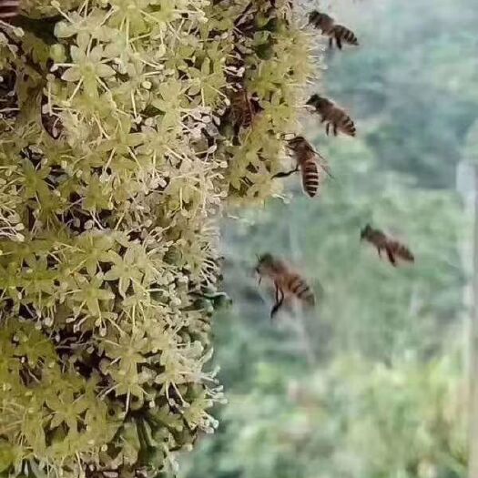 郁南县蜂巢蜜 郁南高山纯鸭脚木冬蜜