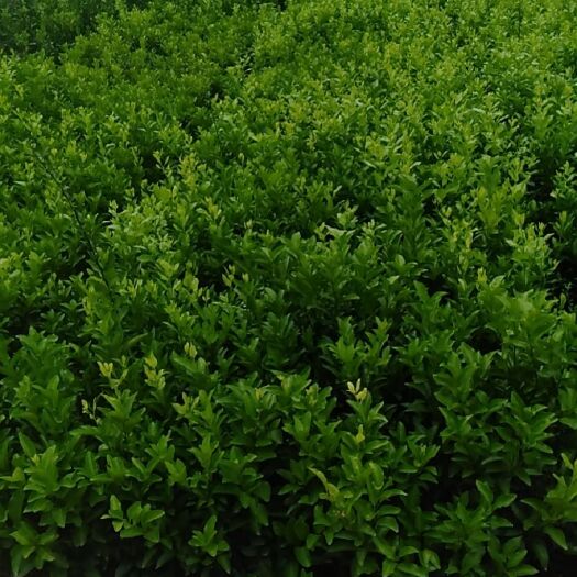荔浦市皇帝柑苗 皇帝柑果苗