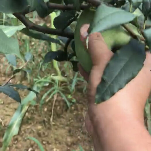 长阳县 药用皱皮木瓜鲜木瓜