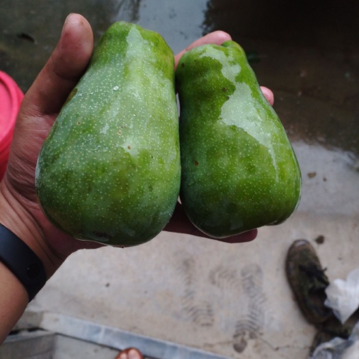 长阳县 皱皮木瓜资丘木瓜鲜木瓜