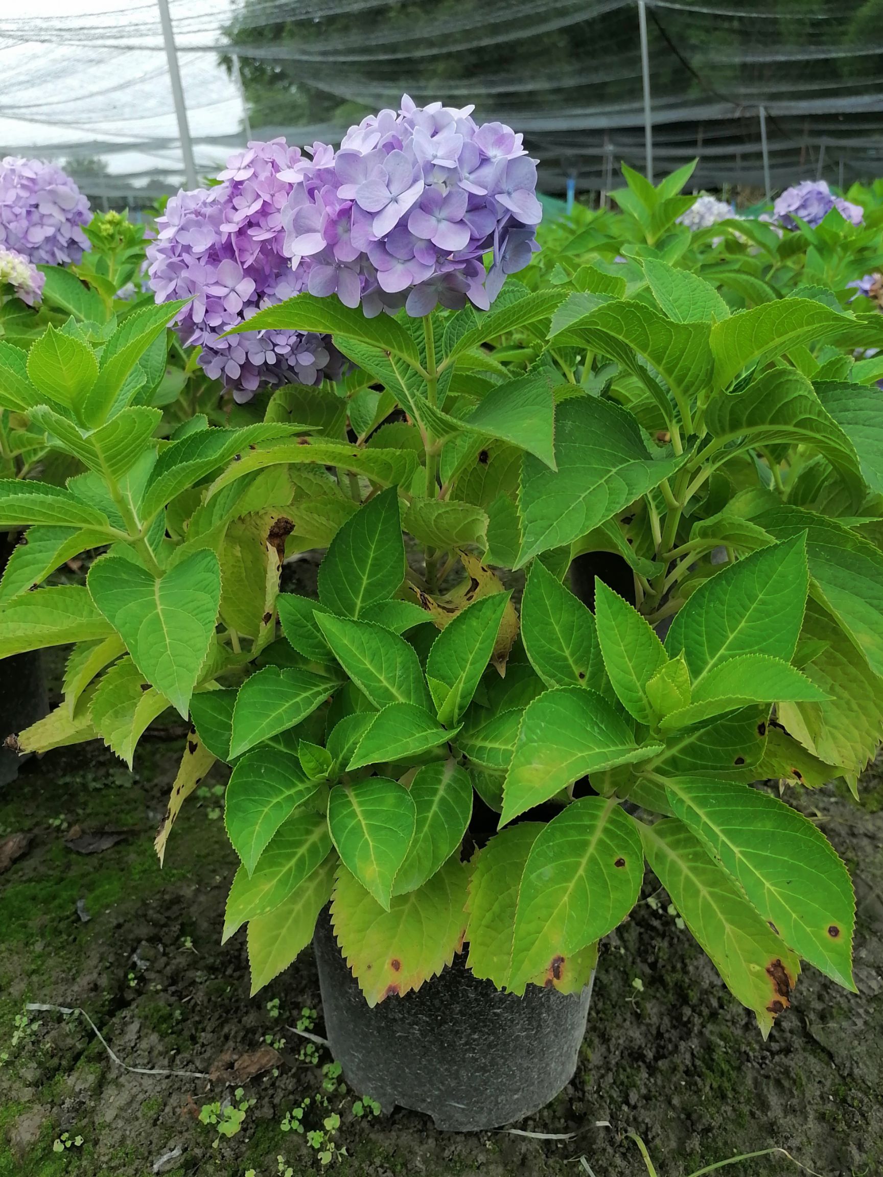 加仑杯绣球花 混色绣球花 超大冠幅绣球 基地直销