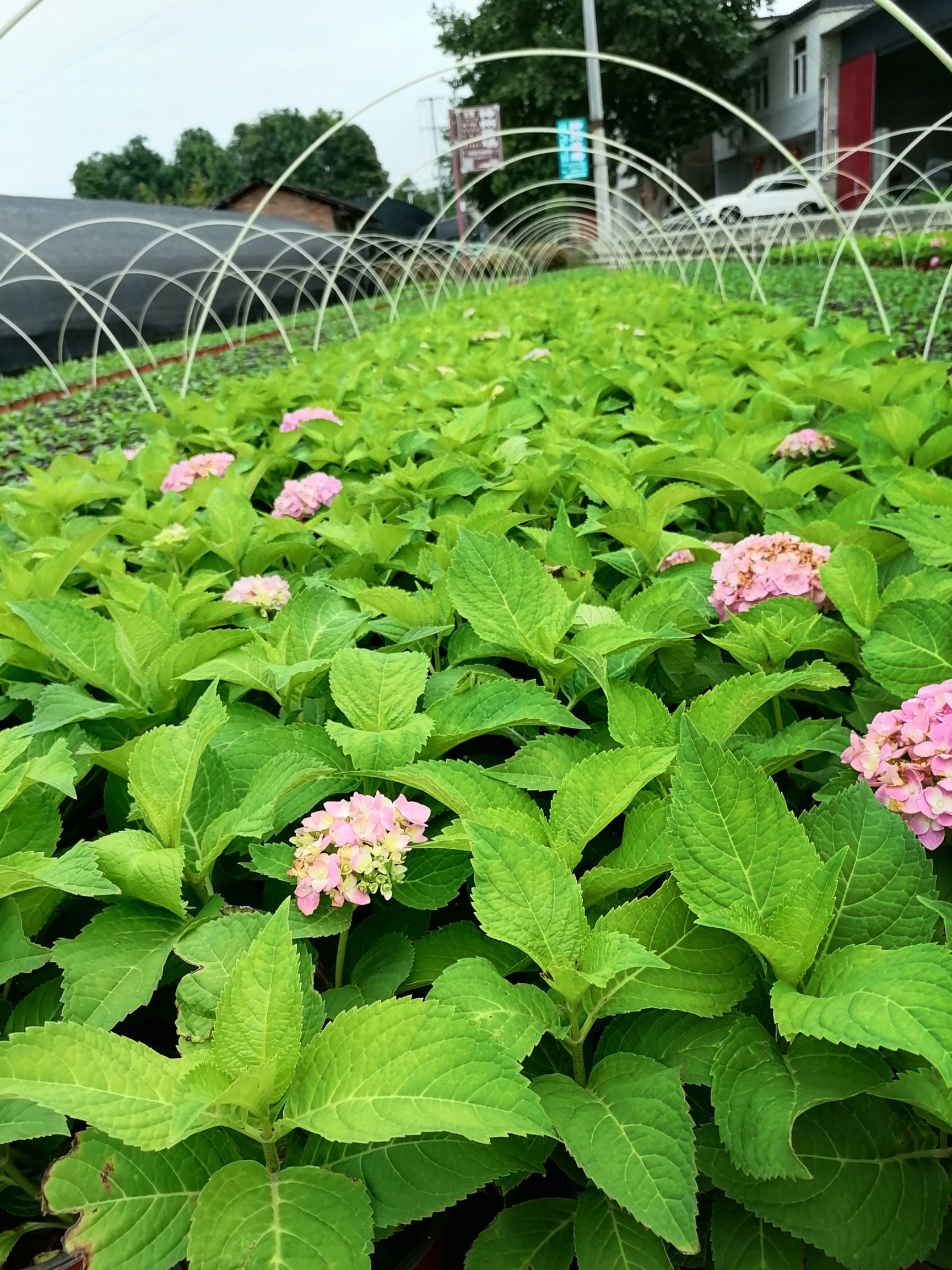 双色杯绣球花 16杯双色杯 冠幅饱满,带花绣球