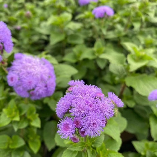草花 霍香蓟双色杯 霍香蓟价格 开花的霍香蓟