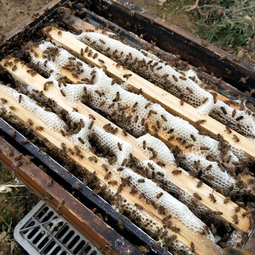 闽清县 天然无加工成熟农家土蜂蜜