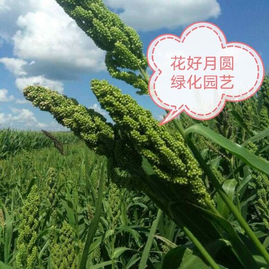 肥东县 苏丹草种子产量高现货供应各种牧草种子
