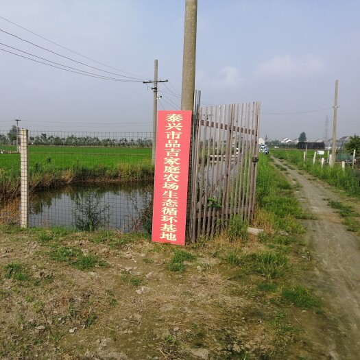 泰兴市 正宗散养土鸡