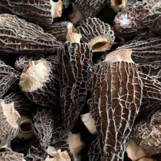  羊肚菌 2020春货 肉厚个大 纯干各种规格