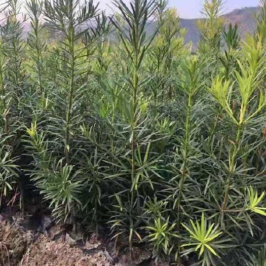 奉新县兰屿罗汉松   罗汉松小苗，罗汉松杯苗，罗汉松3--5公分树，造型罗汉松
