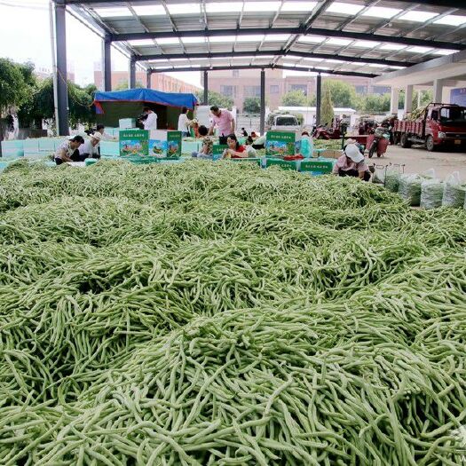 壶关县架豆王豆角 精品架豆王